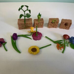 Toy: Seed Cycle of Life & Flower Set