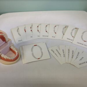 Toy: Teeth Model with Labeling Cards (Missing Pin in Model)